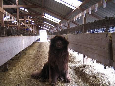 Newfoundlænder Egebæk's Ernest Brown - Vogter stolt på farmen billede 2