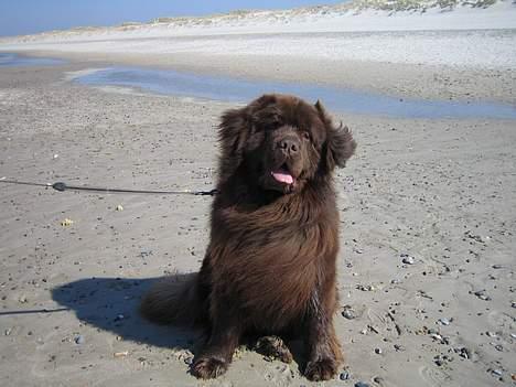 Newfoundlænder Egebæk's Ernest Brown - Godt med lidt blæst billede 3