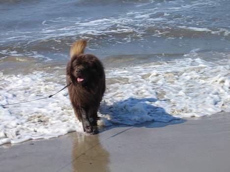 Newfoundlænder Egebæk's Ernest Brown billede 4