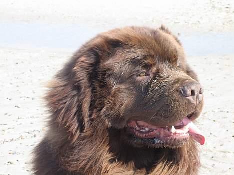 Newfoundlænder Egebæk's Ernest Brown billede 5