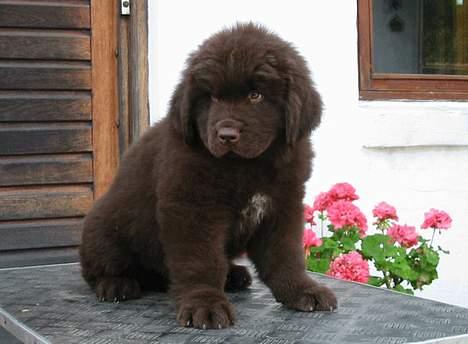 Newfoundlænder Egebæk's Ernest Brown - Buster som hvalp billede 6