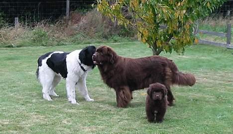 Newfoundlænder Egebæk's Ernest Brown - Buster som hvalp, sammen med sin brune mor. billede 7
