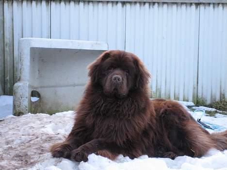 Newfoundlænder Egebæk's Ernest Brown billede 8