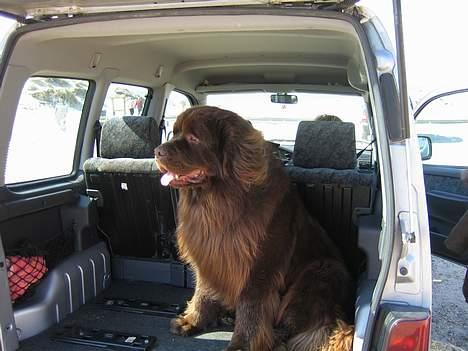 Newfoundlænder Egebæk's Ernest Brown - På vej til stranden billede 9