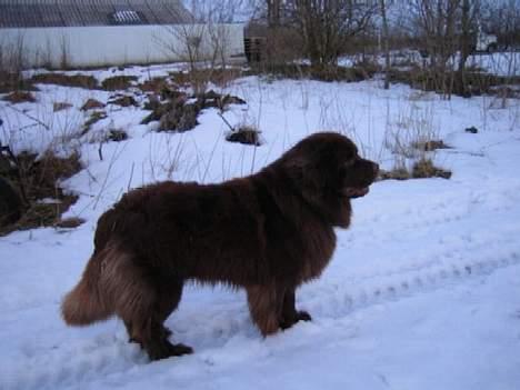Newfoundlænder Egebæk's Ernest Brown billede 10