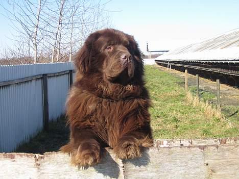 Newfoundlænder Egebæk's Ernest Brown billede 11