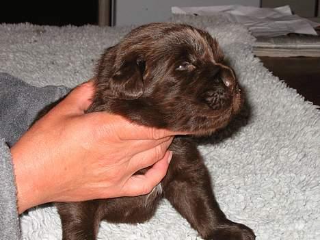 Newfoundlænder Egebæk's Ernest Brown - Buster på 1,8 kg - 2 uger billede 12