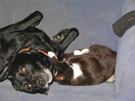 Blanding af racer Buller - Buller og Bamse billede 10