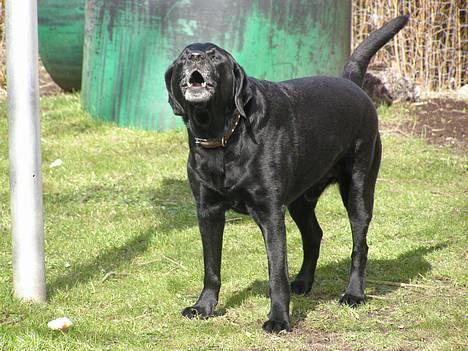 Blanding af racer Buller - Buller gør xD billede 11