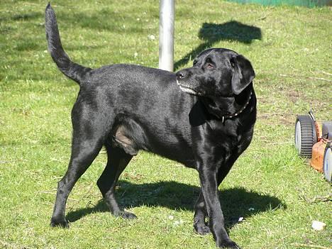 Blanding af racer Buller - Smukke Buller <3 billede 12