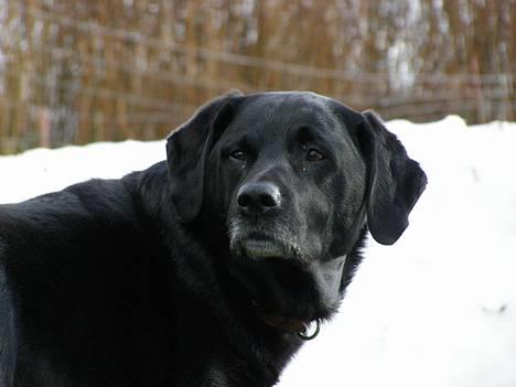 Blanding af racer Buller - Kom nu og leg =D billede 13