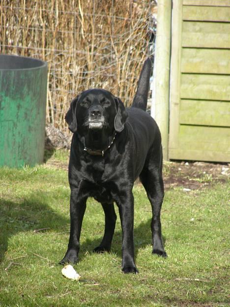 Blanding af racer Buller - Buller vil lege xD billede 14