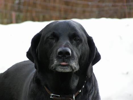 Blanding af racer Buller - Smukke =) billede 15