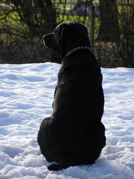 Blanding af racer Buller - Buller set bagfra billede 16