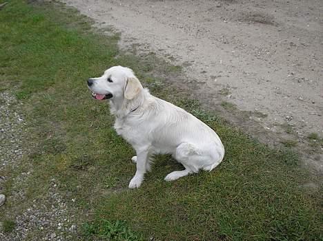 Golden retriever Max. billede 4
