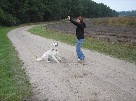 Golden retriever Max. - mig der leger lidt med max. billede 5