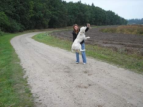 Golden retriever Max. - wow billede 6