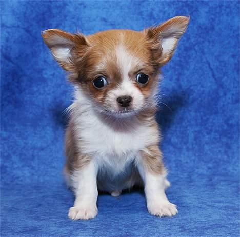 Chihuahua Dima billede 1