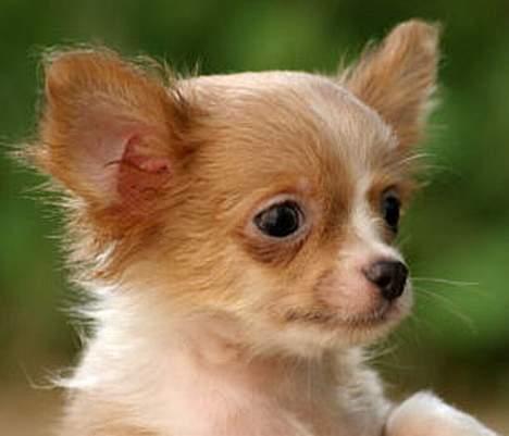 Chihuahua Dima billede 2