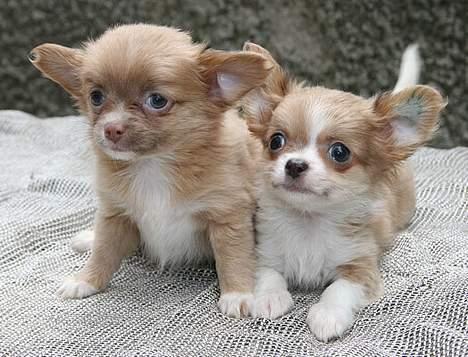 Chihuahua Dima billede 3