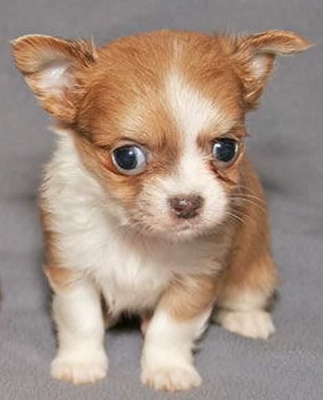 Chihuahua Dima billede 4