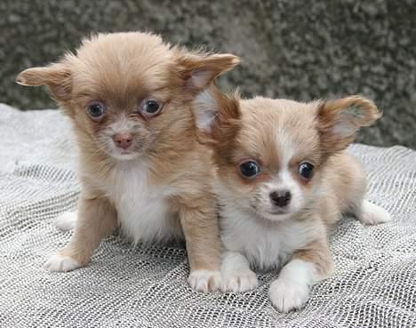 Chihuahua Dima billede 5