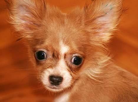 Chihuahua Dima billede 6