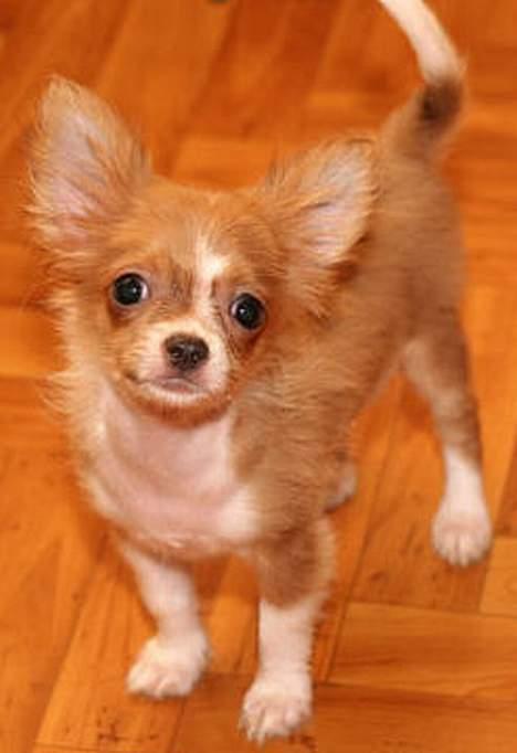 Chihuahua Dima billede 7