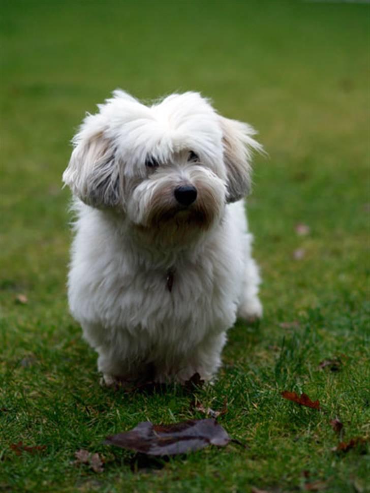 Coton de tulear Luna (R.I.P) - Hvor skal du hen mor ? billede 2