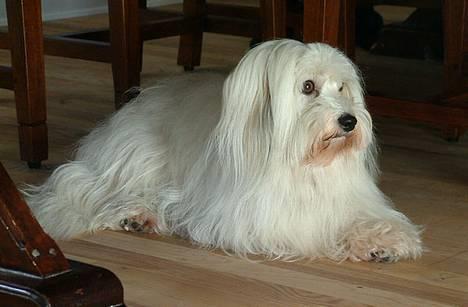 Coton de tulear Luna (R.I.P) - Uhh det ser spændende ud. billede 3