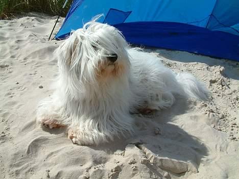 Coton de tulear Luna (R.I.P) - Sommerferie med familien. billede 4