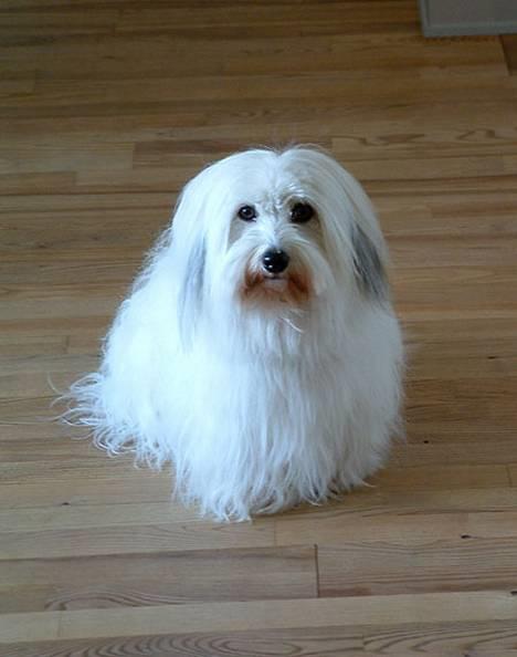 Coton de tulear Luna (R.I.P) - Jeg ved godt jeg er yndig billede 5