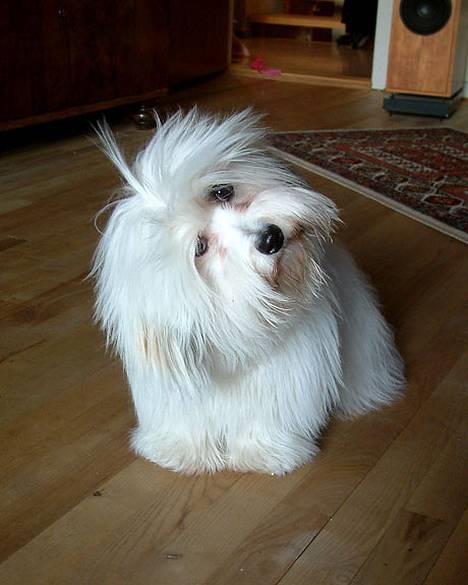 Coton de tulear Luna (R.I.P) - Må jeg få en ostehaps? billede 6