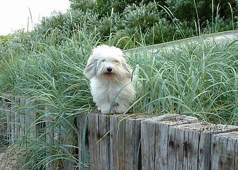 Coton de tulear Luna (R.I.P) - UH!! Bare jeg turde springe. billede 7