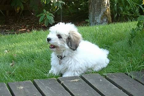 Coton de tulear Luna (R.I.P) - PÅ eventyr i haven billede 9