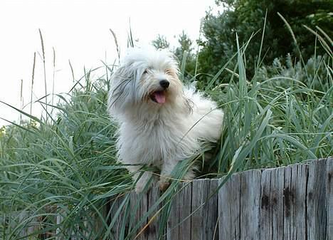 Coton de tulear Luna (R.I.P) - ELSKER at være på tur billede 10