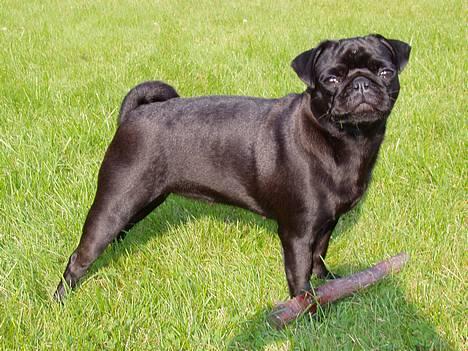 Mops Trolle - 05.09.24 Sådan ser hun ud, fin ikke?? billede 1