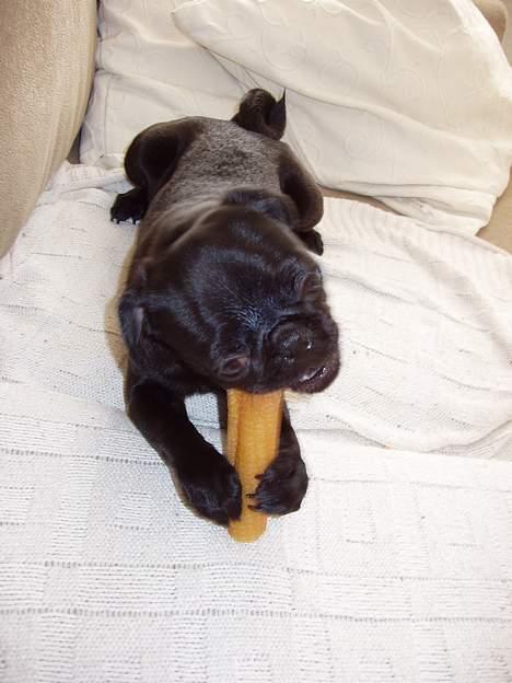 Mops Trolle - 05.03.26 Trolle har fået en rulle svineskind.. Øv.... billede 2