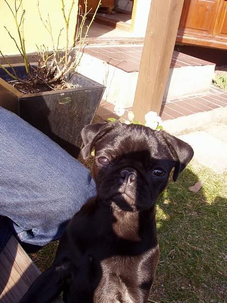 Mops Trolle - 05.04.03 Vi nyder forårs solen billede 3