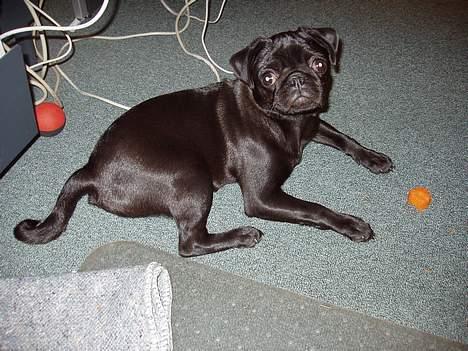 Mops Trolle - 05.04.06 En træt kontor hund der blev vækket fordi der skulle tages et billede.. Bemærk det orange skær rundt mulen efter guleroden billede 4