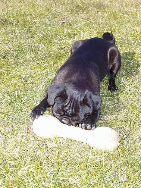 Mops Trolle - 05.04.03 En schæfers apportbuk må lade livet billede 5