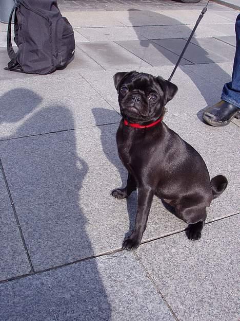 Mops Trolle - 05.04.22 Jeg rejser til Norge en uge, det var dejligt at Trolle var i gode hænder. Tak!! billede 6