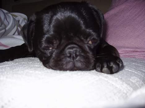 Mops Trolle - 05.05.21 En meget træt lille hund billede 7