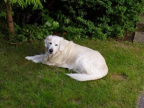 Mops Trolle - 05.06.12 dette er Buster men prøv at finde Trolle.. svært ikke?? Kig nøje lidt op og til venste for Buster billede 8