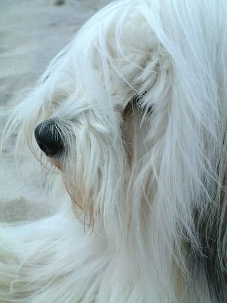Coton de tulear Luna (R.I.P) - ÅH hvor er jeg træt..... billede 11