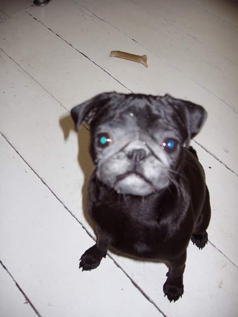 Mops Trolle - 05.06.18 Jeg har sat nye gips vægge op og det støv er sjovt at snuse i billede 9