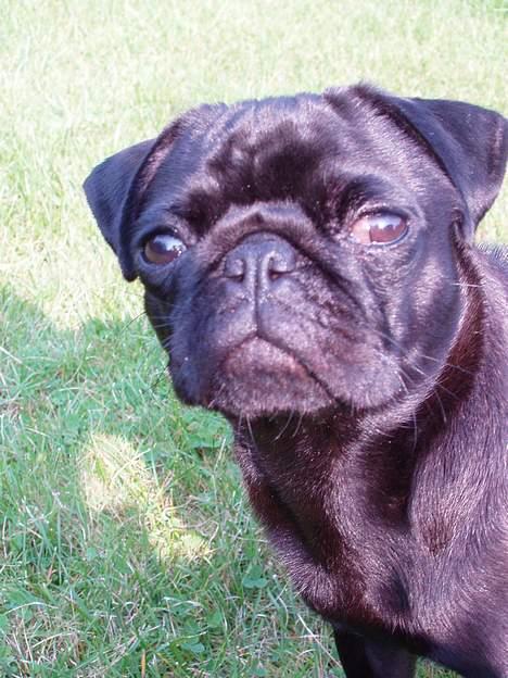 Mops Trolle - 05.09.24 Og lige et nær billede billede 10