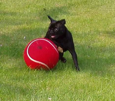 Mops Trolle - 05.09.24 Vild leg med ynglings bolden billede 11