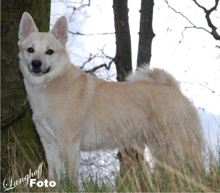 Norsk buhund Gloria billede 11
