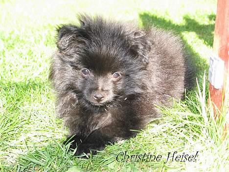 Pomeranian Dee Jay billede 3